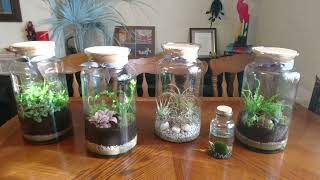 🫙 Variety closed (with cork lids) ecosystem plant terrariums from Sainsbury's 😍 by UNIQUE LIFE DESIGN 239 views 5 months ago 9 minutes, 26 seconds