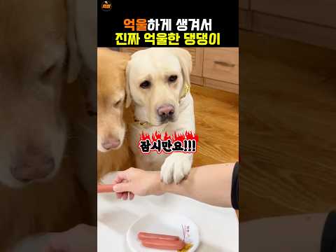 억울하게 생겨서 억울한 댕댕이🤣 thumbnail