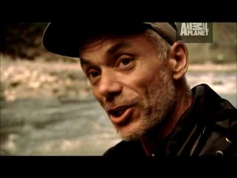 Video Goonch catfish pictures
