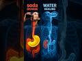 Soda vs water| What Happens inside your body| #soda #water #shorts #short #viral #youtubeshorts #ai