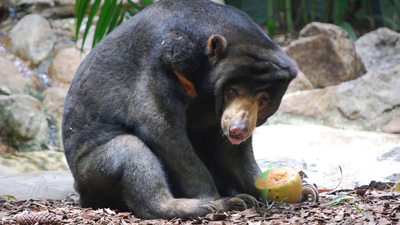 Bạn có biết về 2 loài gấu có tên trong Sách đỏ Việt Nam | Gấu ngựa| Gấu ...
