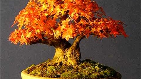 Chuhin Japanese Maple.AVI