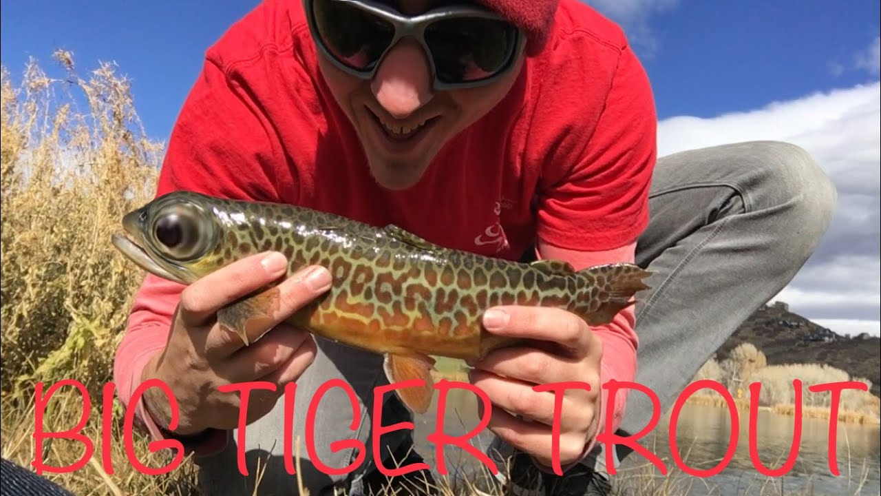 How to catch Tiger Trout - YouTube