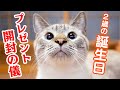 猫のデュフィ誕生日カウントダウンライブ配信！プレゼントあげちゃいます