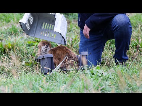 Video: Pijesak (38 Fotografija): Vrste I Frakcije, Fini I Krupni Prirodni Pijesak, Njegova Klasifikacija Prema GOST -u, Kemijski Sastav Stijene