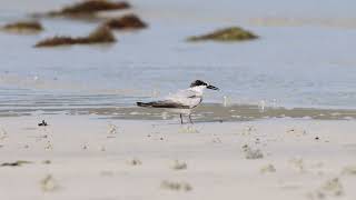 Little Tern at Chilli Beach, Nov 2023