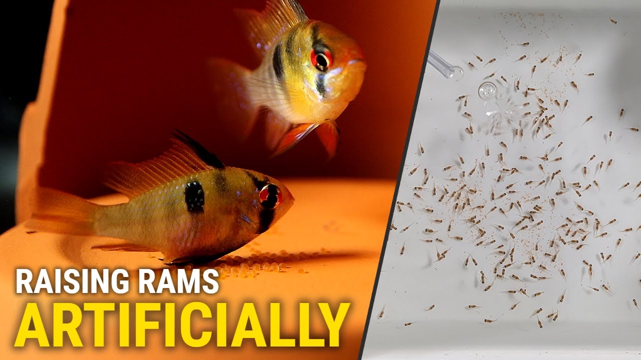 How I Raise German Blue Rams - Artificially