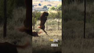 Crazy Black Wildebeest Killshot - Mega Springbuck Experience