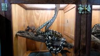 Famous Jungle Carpet Python Breeding: Morelia spilota cheynei Presented by the Deadly Tarantula Girl Wealth