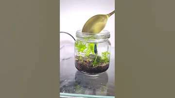 Аквариум 😊 | Мини-аквариум | ПАЛЮДАРИУМ | Чем заняться, когда скучно... | Хобби