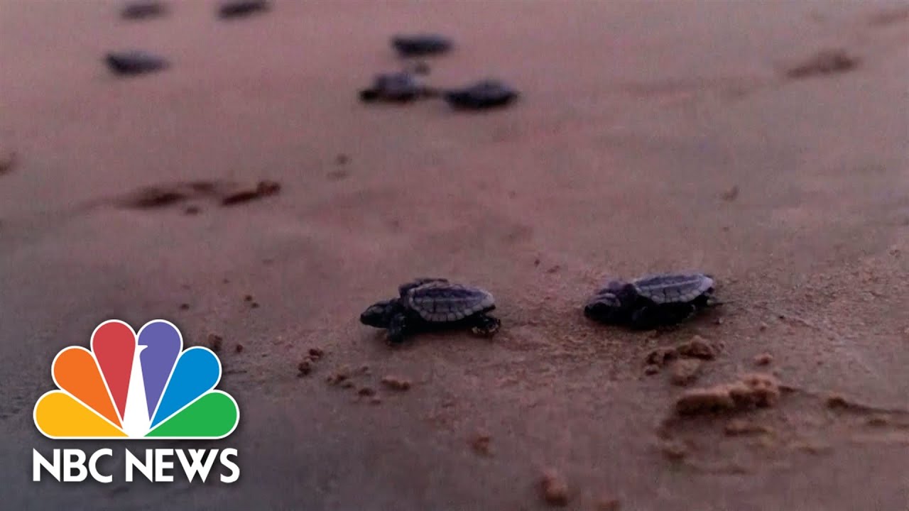 Australian wildlife officials release baby turtles back into ocean