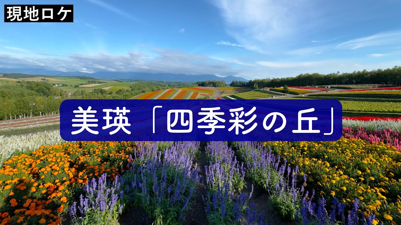 美瑛さんぽ②】夏の終わり 涼しくて美しい美瑛「四季彩の丘」周辺を