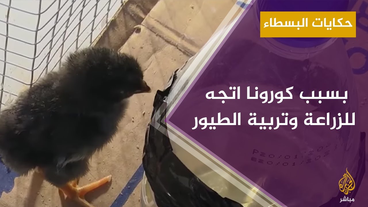 مواطن فلسطيني استغل أزمة انقطاع العمل بالزراعة وتربية الطيور