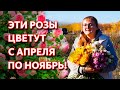 Обязательно посадите эти цветы! Лучшие сорта роз, цветущих летом и осенью! Ремонтантные розы.