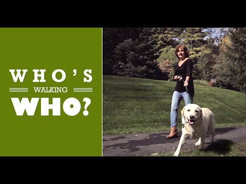 Walking Shouldn't Be a Drag - The SideWalker Leash Trainer