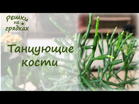 Видео: Уход за кактусом «Танцующие кости»: узнайте о выращивании растений «Танцующие кости»