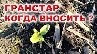 СЕМЕНА НСХ 556 | ПОДСОЛНЕЧНИК ПОД ГРАНСТАР КОГДА ВНОСИТЬ ГЕРБИЦИД? #гранстар