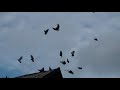 КРАСНОАРМЕЙСК КОСТЯ С ПИТОМЦАМИ СВОИМИ