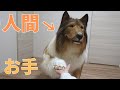 【着ぐるみ】コリーになって芸をしました