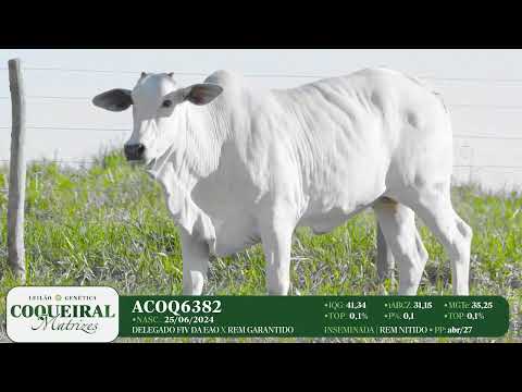 LOTE 16 ACOQ 6382