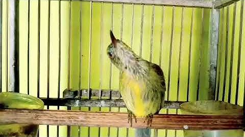 Tembakan besetan pedas KOLIBRI MANGGAR trotol JANTAN gacor full isian