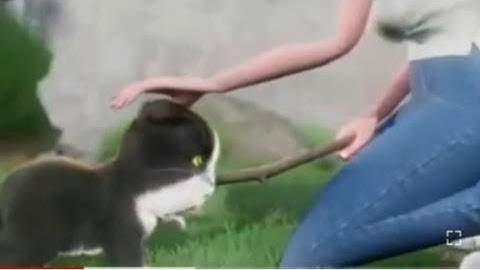 Kitten match best game