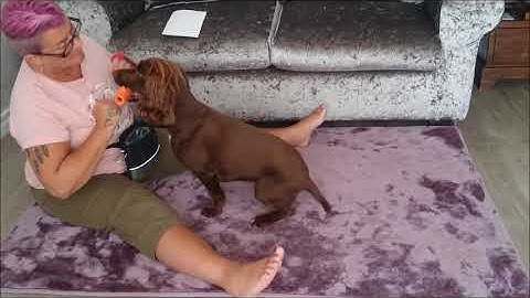 Teaching retrieve - Back-Chaining - Bella