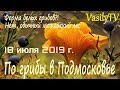 По грибы в Подмосковье 18 июля 2019 г. Ферма белых грибов?! Нет, обычный можайский лес