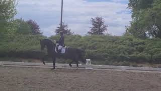 Escamillo (Escolar x Rohdiamant) 6 year old stallion. First M level test