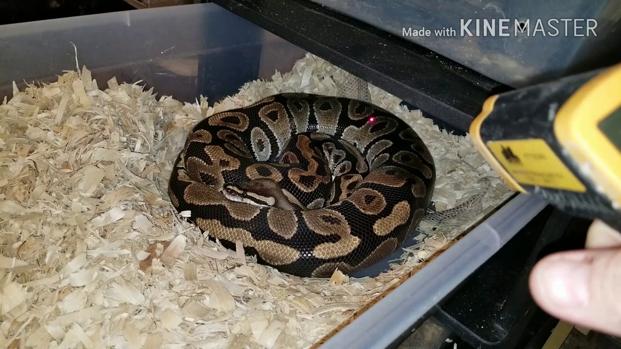 pythons for sale Vlog#133