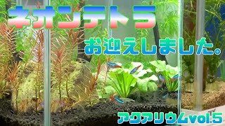 ネオンテトラお迎えしました。アクアリウムvol.5 / aquarium