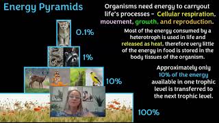Energy Pyramids