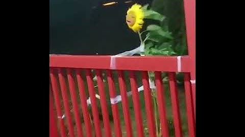 Thumbnail of Sunflower Pretending to be Michael Jackson