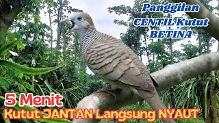 Suara Perkutut Gacor di kebun, Suara Kung Terus Menerus!