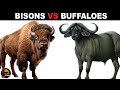 What Is The Difference Between Bisons And Buffaloes What Is The Difference Between Bisons And Buffaloes