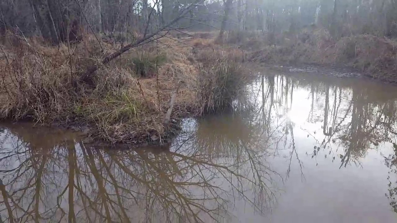 removal of fallopian tube Step 1 Beaver leg hold trap set in water