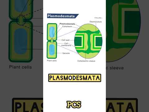 Video: Wat is plasmodesmata in plantencel?