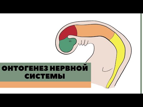 ОНТОГЕНЕЗ НЕРВНОЙ СИСТЕМЫ  │ Развитие головного мозга