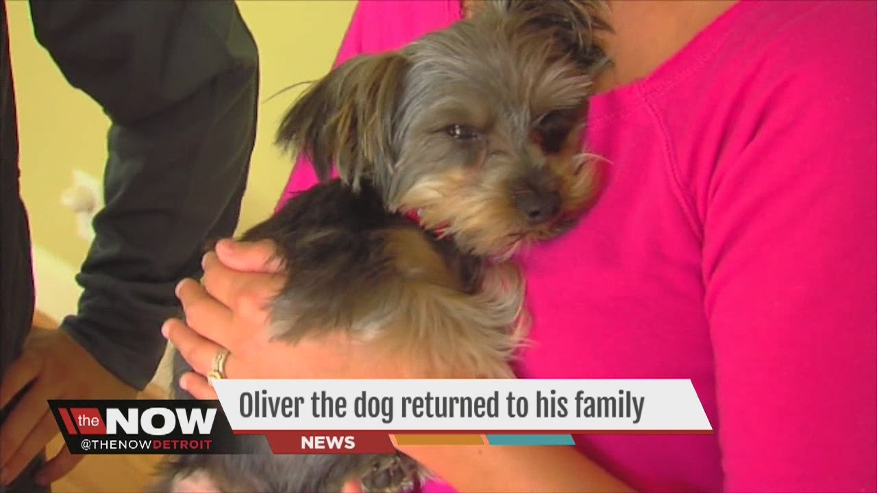 Stolen dog reunited with owners - YouTube