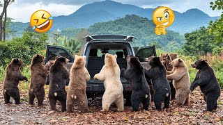 Unexpected Safari Animal Moments: Funniest Reactions Inside the Car! 🐘🚙😂