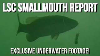 Lake St Clair Smallmouth Bass Fishing Report - With EXCLUSIVE Underwater Footage