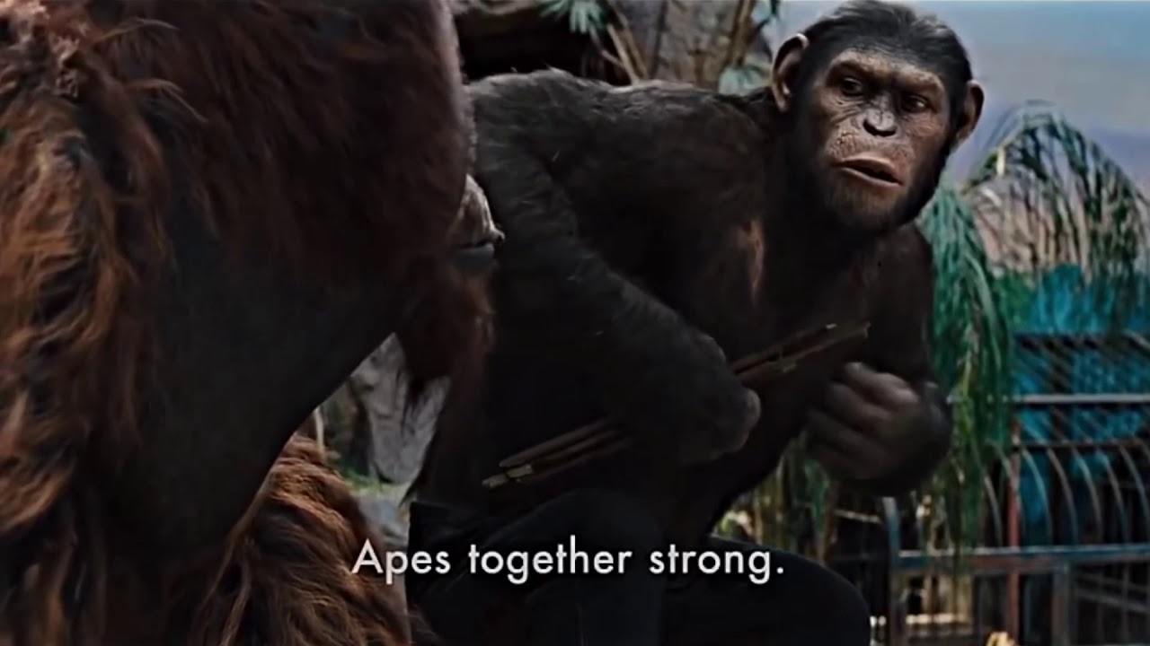 apes together strong