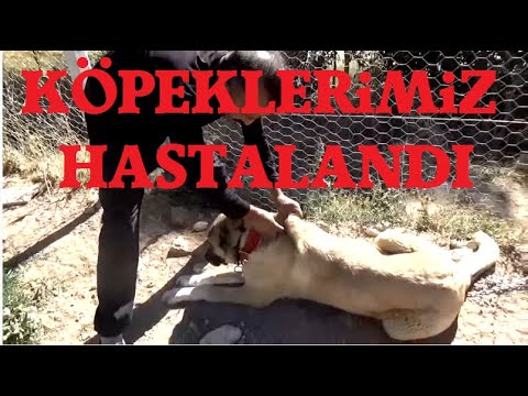 Video: Köpeklerde Akciğer Kurdu