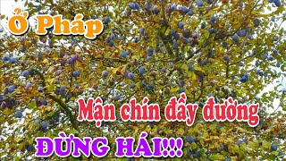 Ở PHÁP, TRÁI CÂY CHÍN ĐẦY ĐƯỜNG, ĐỪNG HÁI!!! |THÔN QUÊ NƯỚC PHÁP | CUỘC SỐNG Ở PHÁP |VĂN HÓA PHÁP |