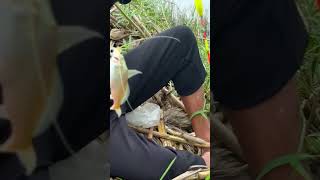 Caught a big size tengra fish by hook from a Fountain | Real fishing Adventures
