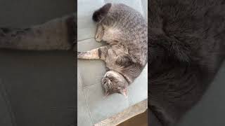 Bella and Ashby #catstretch #catslife #alwaysfun