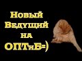 Мой Кот и типа ЛайФхак)