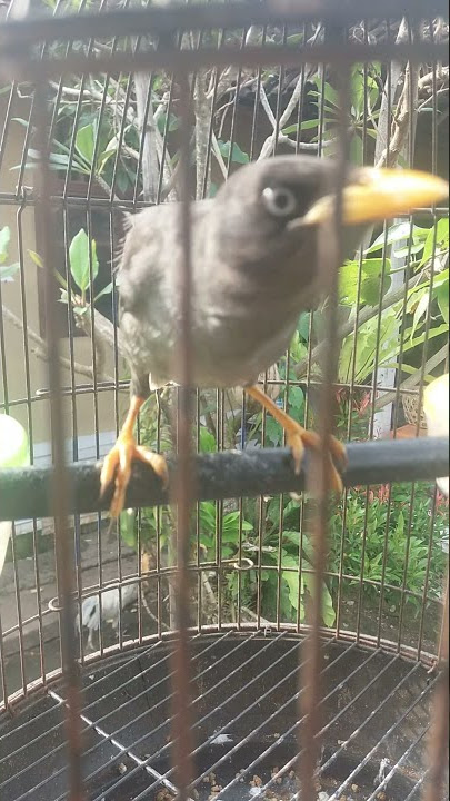 jalak kebo mata putih anakan.