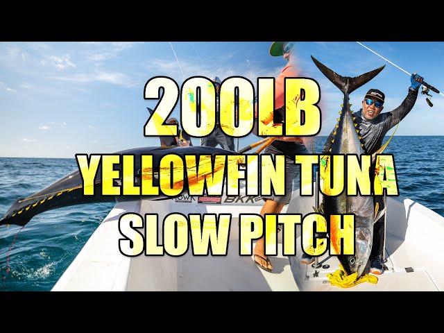 Caught a 200lb Yellowfin Tuna, Slow pitch, Took 45 minutes for this giant  fish, using 40lb leader 