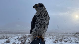 Hunting Pheasants with Goshawks along side the Pointer. Male and Female Goshawks Hunting in the Snow